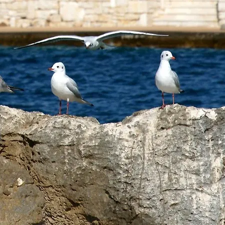 White Luxury * Σαράντα